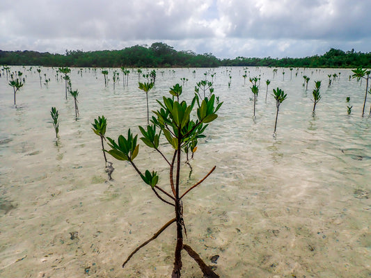 Roots of Renewal: Restoring Mangroves in The Bahamas